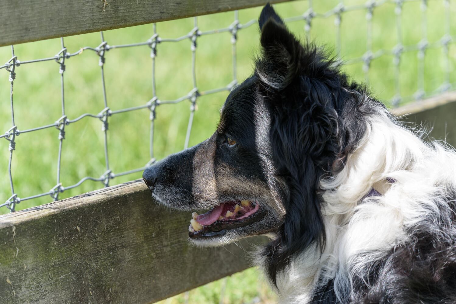 PHOTOS: Wooly Wonders - Spring on the Farm Family Event at Learning Tree Farm