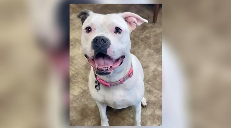 Xena Madison, a female American Bulldog, is a real love bug who wasn’t able to return home for reasons beyond anyone’s control. Xena Madison is approximately 3-years-old, spayed, vaccinated, microchipped, vet checked and licensed. Xena Madison can join your family for $77 as she is the Pet of the Week. Xena Madison is at the Clark County Dog Shelter, 5201 Urbana Road, Springfield. The shelter can be reached at 937-521-2140, or visit www.facebook.com/clarkcountydogshelter for more information. CONTRIBUTED