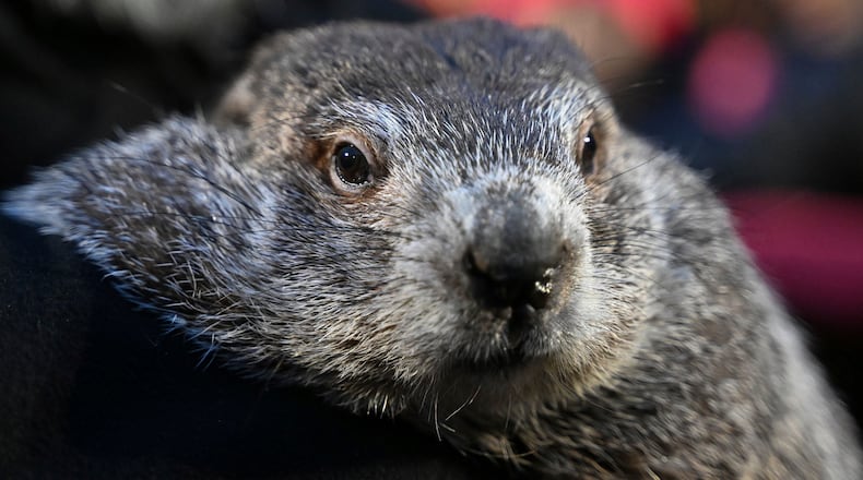 FILE - Groundhog Club handler A.J. Dereume holds Punxsutawney Phil, the weather prognosticating groundhog, during the 138th celebration of Groundhog Day on Gobbler's Knob in Punxsutawney, Pa., Friday, Feb. 2, 2024. Phil's human handlers took the occasion of Mother's Day, Sunday, May 12, 2024, to announce that the two kids born earlier this spring to Phil and his partner, Phyllis, are named Sunny and Shadow. Sunny is a female, Shadow a male. (AP Photo/Barry Reeger, File)