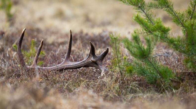 Pictured here is a, antler shed from a red deer lying on the ground. There is not a specific place or location to find sheds in the spring. They could fall off at any point in the buck’s normal daily activity. To find them, follow known deer trails and pathways. iSTOCK