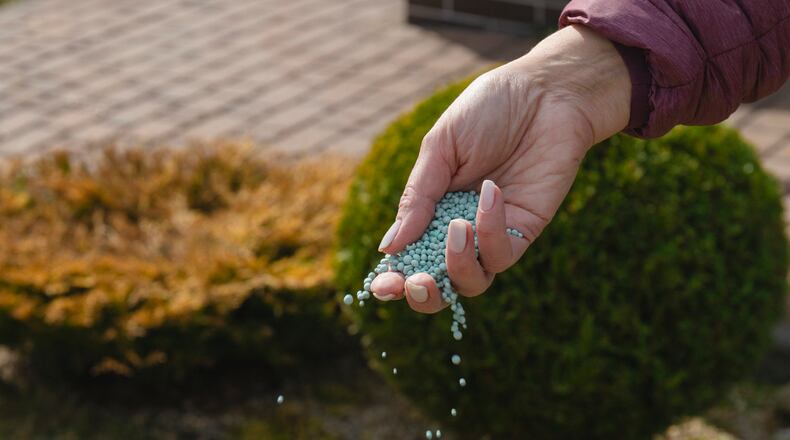 For early September 2025, it's been too dry to fertilize. The area has not had any good rain showers for at least two weeks, closer to three. ISTOCK