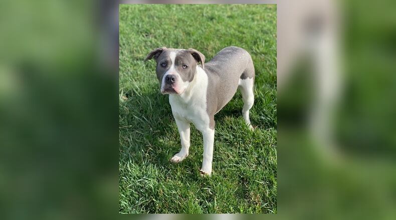 River is a sweet cuddly girl around 1 year old. She is spayed, vaccinated, microchipped, vet checked and will have her current license for $77 as she is the Pet of the Week. River is at the Clark County Dog Shelter, 5201 Urbana Road, Springfield. The shelter can be reached at 937-521-2140, or visit www.facebook.com/clarkcountydogshelter for more information. CONTRIBUTED