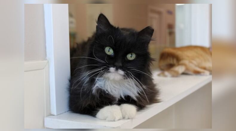 Annabelle was found in a feral cat colony in Urbana by a local trap, neuter, return (TNR) group. She had already been spayed and they were struck by how friendly and loving she was, so they brought her to Paws Animal Shelter to find a forever home. Annabelle is incredibly friendly and fortunately loves to be brushed. She needs regular brushing to keep that gorgeous fur from getting matted. She is also very playful, and she’d be a wonderful addition to virtually any family. Come visit her at the Paws Animal Shelter is at 1535 West U.S. Highway 36, Urbana. Check out Paws at pawsurbana.com, on Facebook at facebook.com/paws.urbana, on Petfinder at petfinder.com or call 937-653-6233. Paws is in need of volunteers and foster homes. CONTRIBUTED