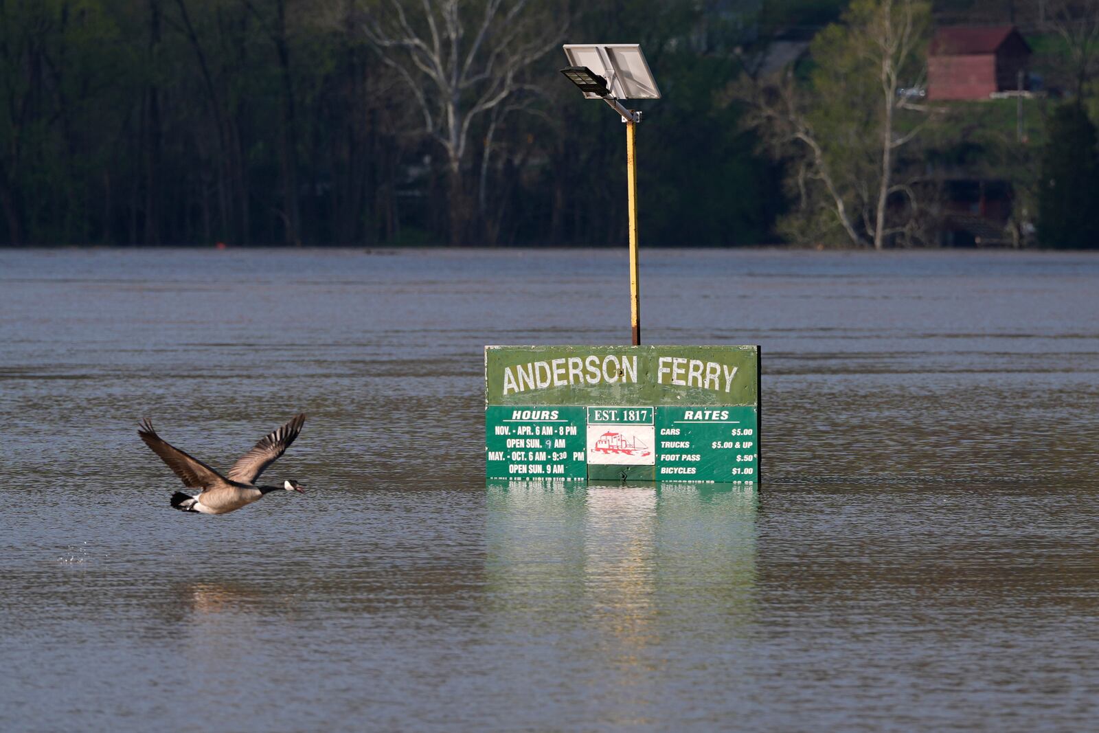 A Canada goose flies along the rising Ohio River at the flooded Anderson Ferry ramp Monday, April 7, 2025, in Cincinnati. (AP Photo/Carolyn Kaster)