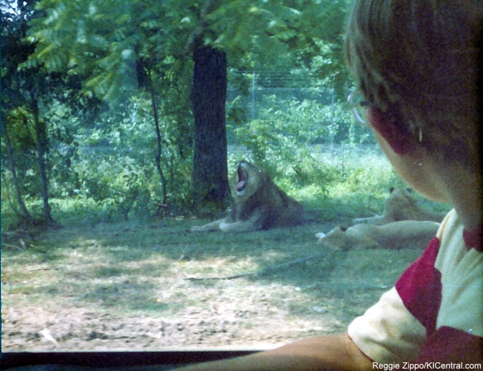 Kings Island's Lion Country Safari would take guests on a monorail trek through various habitats filled with lions, zebras, giraffes and more. Photo taken by Reggie Zippo and submitted by Ki Central