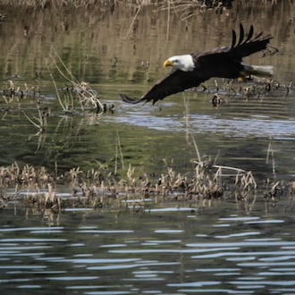 A Bald Eagle hunts on the Great Miami River near Carillon Historical Park Friday April 12, 2021. JIM NOELKER/STAFF