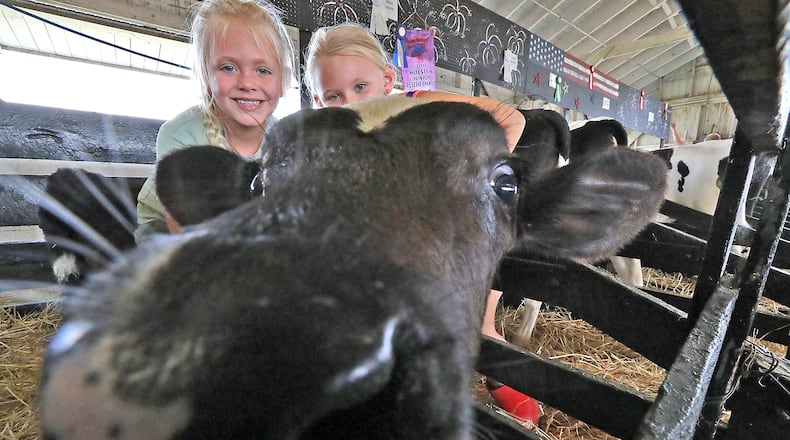 Graci Sehen, 9, left, and her sister, Daisy, play with a curious calf that was born in May Tuesday at the Clark County Fair. BILL LACKEY/STAFF