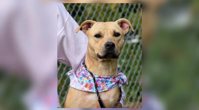Elena is a 45 lb., 3-year-old, endearing mixed breed who is looking for someone to cuddle with. She likes to go for walks and explore the outdoors as well. Adopt Elena this week for $22 as she is the Pet of the Week. Adoption fee includes her vaccines, microchip, dog license and a free vet check. Elena is at the Clark County Dog Shelter, 5201 Urbana Road, Springfield. Call 937-521-2140 or visit www.facebook.com/clarkcountydogshelter for more information. CONTRIBUTED