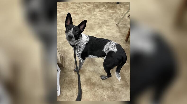 Patches is a 35 lb. Blue Heeler, around a year old or so. She is super friendly, and could use an active family to keep her busy. Patches is a little shy but warms up very quickly. We believe she does well with other dogs, but we always recommend a meet-n-greet, prior to adopting. Patches is $111 this week, as she is the Pet of the Week. She is heartworm negative, spayed, up to date on all shots, and will come with a dog license, microchip and a free vet check. If you are interested in meeting Patches, call 937-521-2140. Clark County Dog Shelter is at 5201 Urbana Road, Springfield. CONTRIBUTED