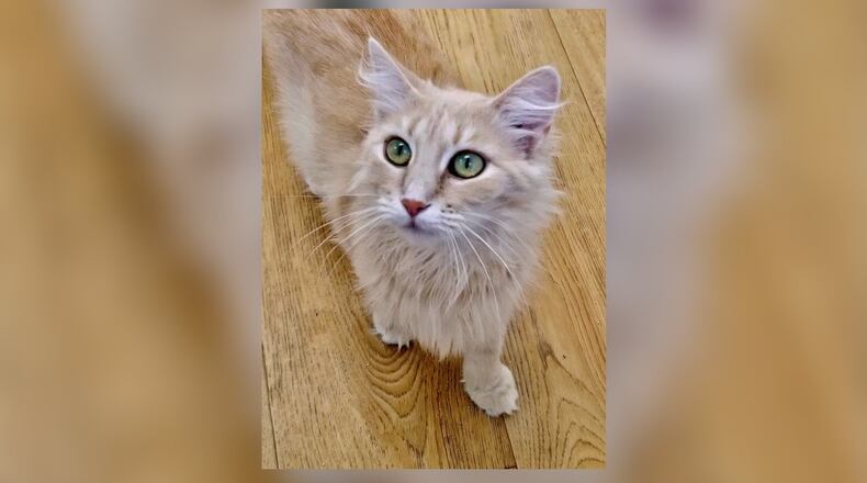Dolly is a 3-year-old female long haired buff beauty. She is extremely gentle and wants to be brushed. Dolly is also very sweet and would make a wonderful lap cat. She is already spayed and will be good in just about any home. Come meet her today at the Paws Animal Shelter, 1535 West U.S. Highway 36, Urbana. Check out PAWS at www.pawsurbana.com, on Facebook at www.facebook.com/paws.urbana, on Petfinder at petfinder.com or call 937-653-6233. PAWS is in need of volunteers and foster homes. CONTRIBUTED