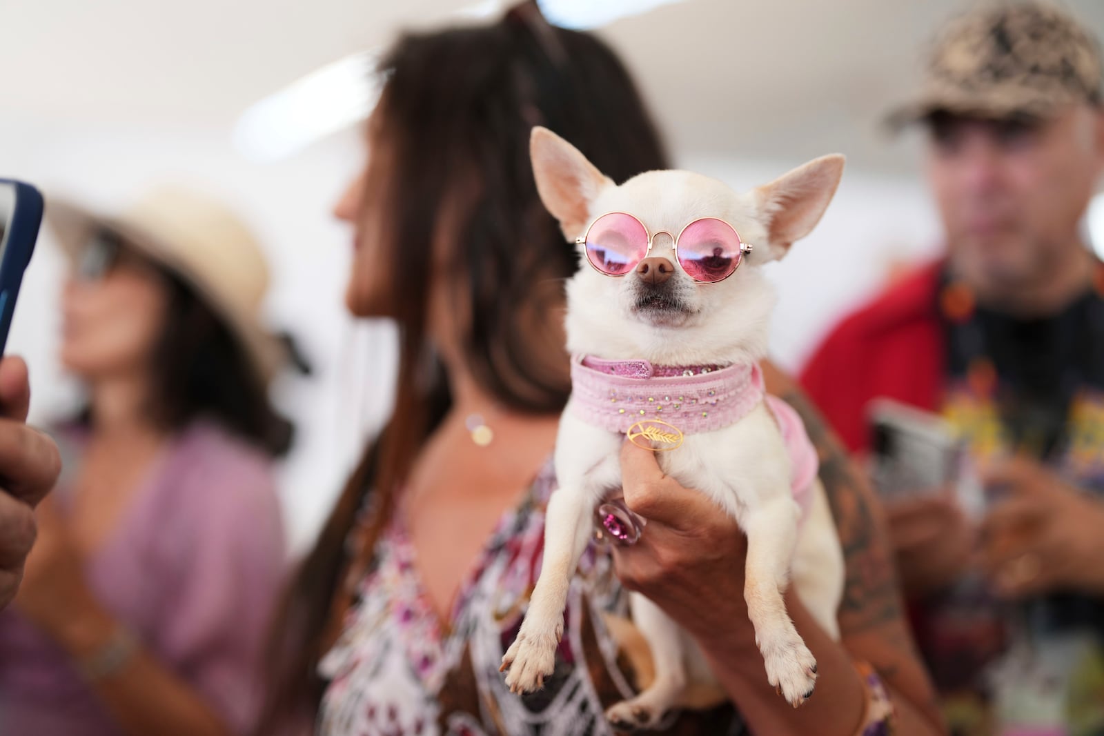 Savana the dog attends the Palm Dog award ceremony at the 78th international film festival in Cannes, southern France, Friday, May 23, 2025. (AP Photo/Natacha Pisarenko)