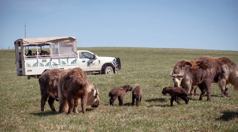 The Wildside Tour at The Wilds in Cumberland, Ohio. AMANDA CARBERRY / COLUMBUS ZOO AND AQUARIUM