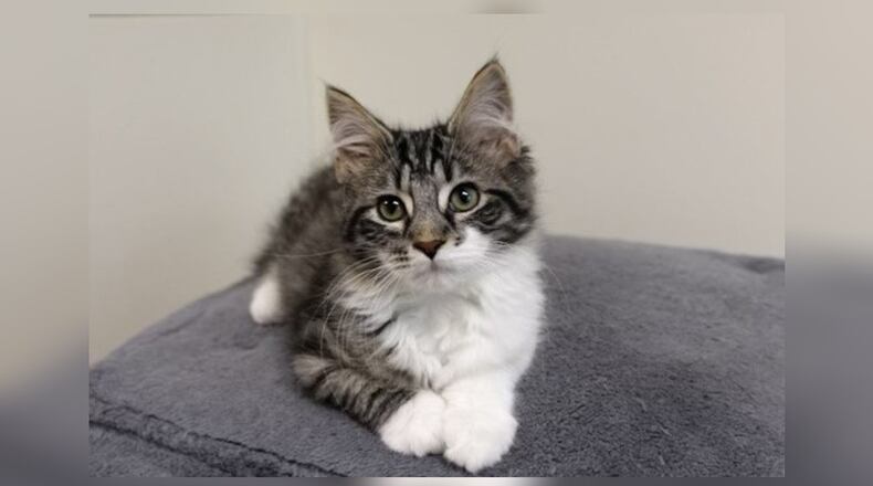 Meet Russel! Russel and his two brothers had been living in a barn but were so friendly that the farmer wanted them to have a chance to be adopted to loving families where they could receive the pampered care they deserved. They were surrendered to Paws Animal Shelter to find their dream homes. Russel has a bobbed tail and was apparently born that way. It’s really cute! They’re all very sweet and absolutely love to play. They would blend in well with virtually any family. Come visit him at the Paws Animal Shelter, 1535 West U.S. Highway 36, Urbana. Check out Paws at pawsurbana.com, on Facebook at facebook.com/paws.urbana, on Petfinder at petfinder.com or call 937-653-6233. Paws is in need of volunteers and foster homes. CONTRIBUTED