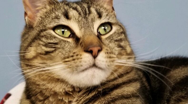 Mick is a very loving 2 1/2-year-old neutered male black and brown tiger. He would like to find a home where he could be the only kitty getting your attention. Meet Mick at the Paws Animal Shelter (PAWS), 1535 West U.S. Highway 36, Urbana. Check out PAWS at www.pawsurbana.com, on Facebook at www.facebook.com/paws.urbana, on Petfinder at petfinder.com or call 937-653-6233. CONTRIBUTED