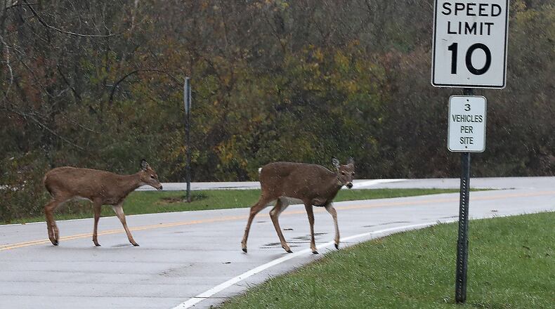 November is the leading month for deer-related crashes and drivers are encouraged to scan the roadways. MARSHALL GORBY / STAFF