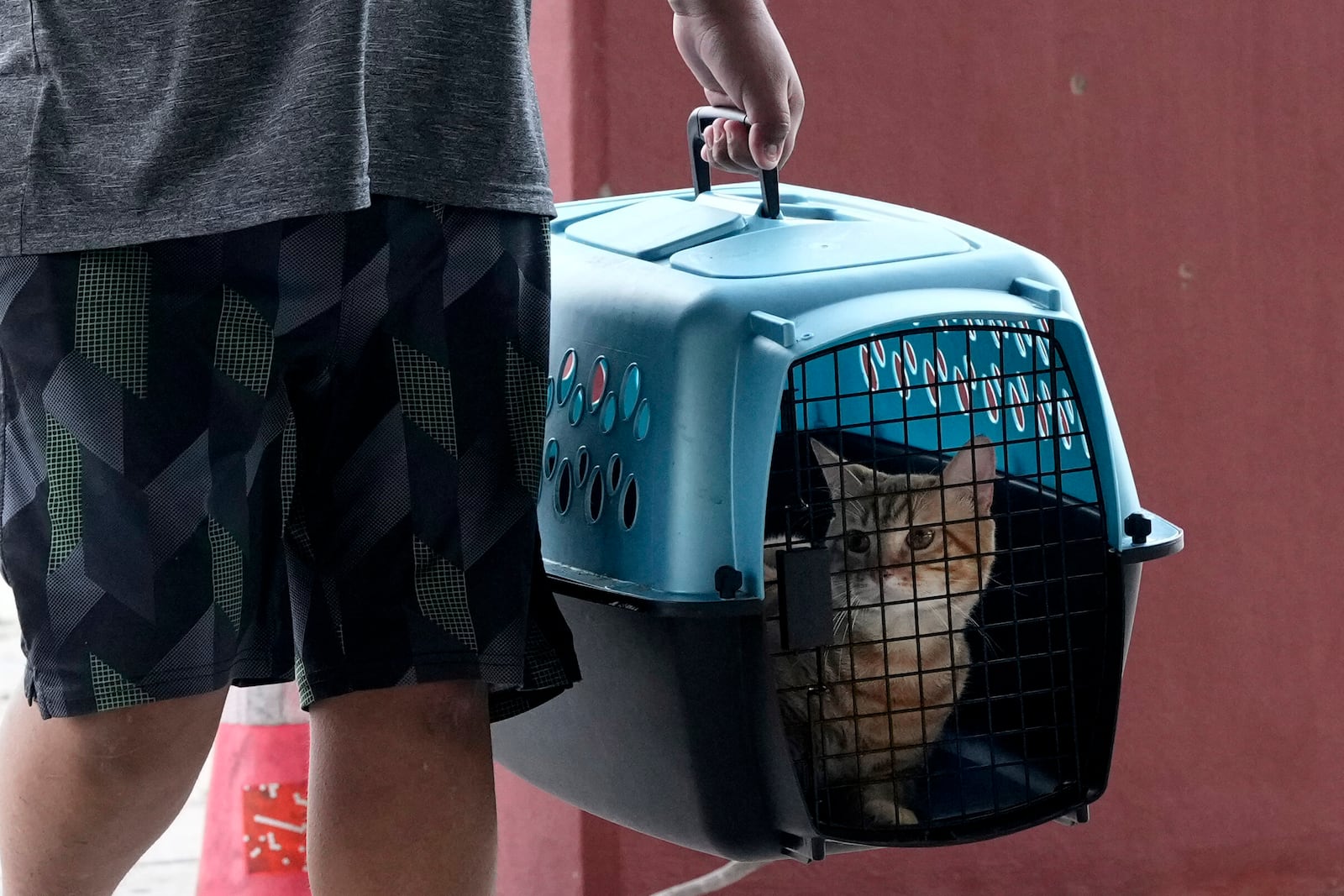 FILE - A pet cat is carried to a cooling station in Houston, Tuesday, July 9, 2024, after Hurricane Beryl slammed into Texas, knocking out power to nearly 3 million homes and businesses. (AP Photo/Eric Gay, File)