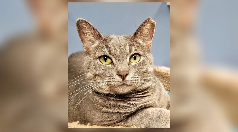 Halo is a very pretty gray spayed female cat who is just as friendly as can be. She gets along with the other cats and believe she would do well in just about any home. Come visit her today at the Paws Animal Shelter, 1535 West U.S. 36, Urbana. Check out PAWS at www.pawsurbana.com, on Facebook at www.facebook.com/paws.urbana, on Petfinder at petfinder.com or call 937-653-6233. PAWS is in need of volunteers and foster homes. CONTRIBUTED