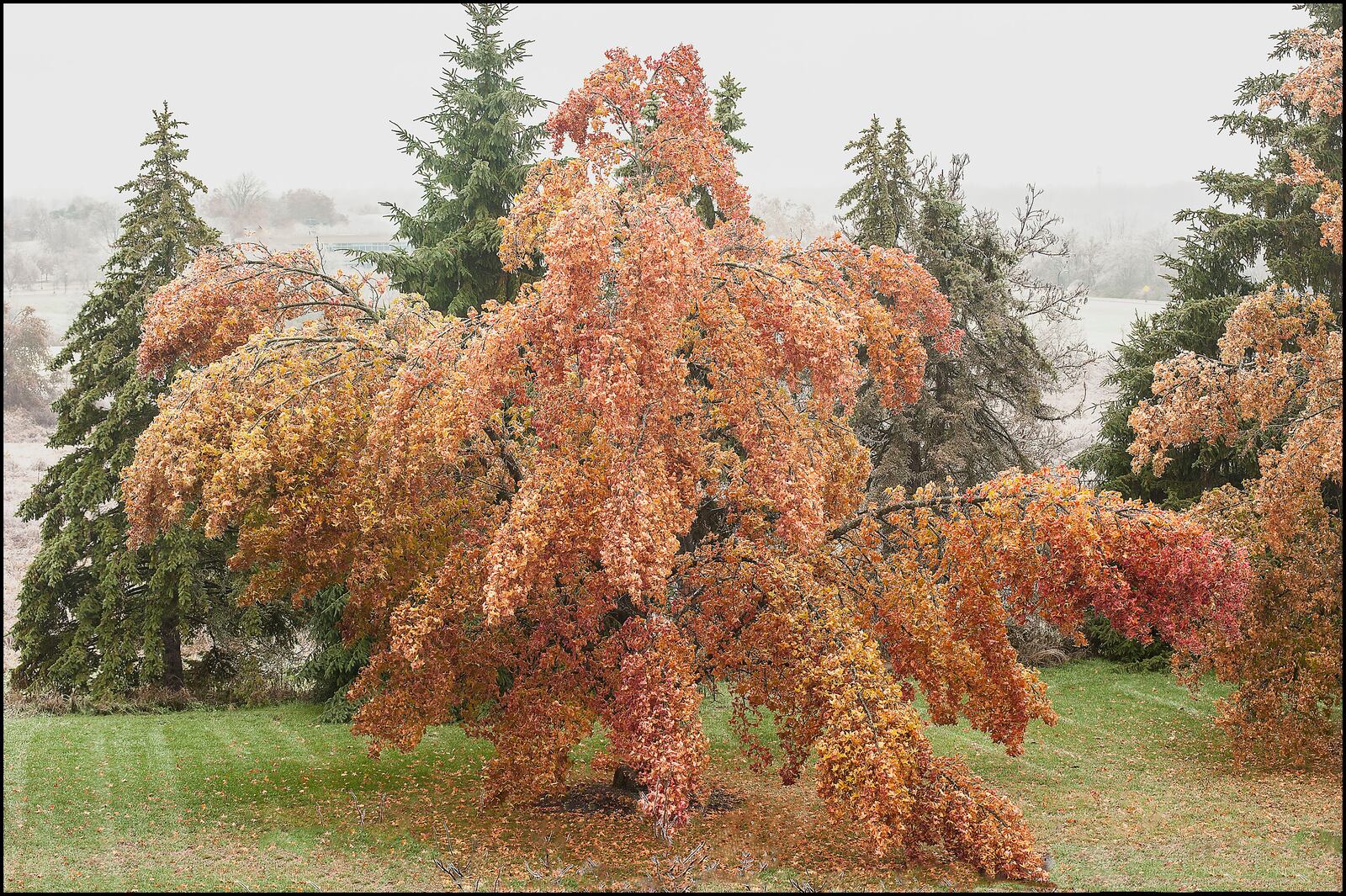 "Sweet Gum trees in ice storm" photo by Brother John Lemker.