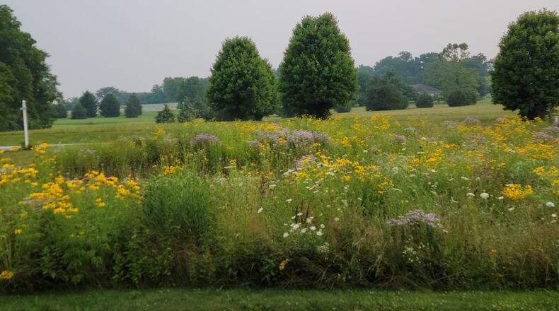 Katie McNeil’s meadow, planted five years ago, in full bloom. KATIE MCNEIL/CONTRIBUTED