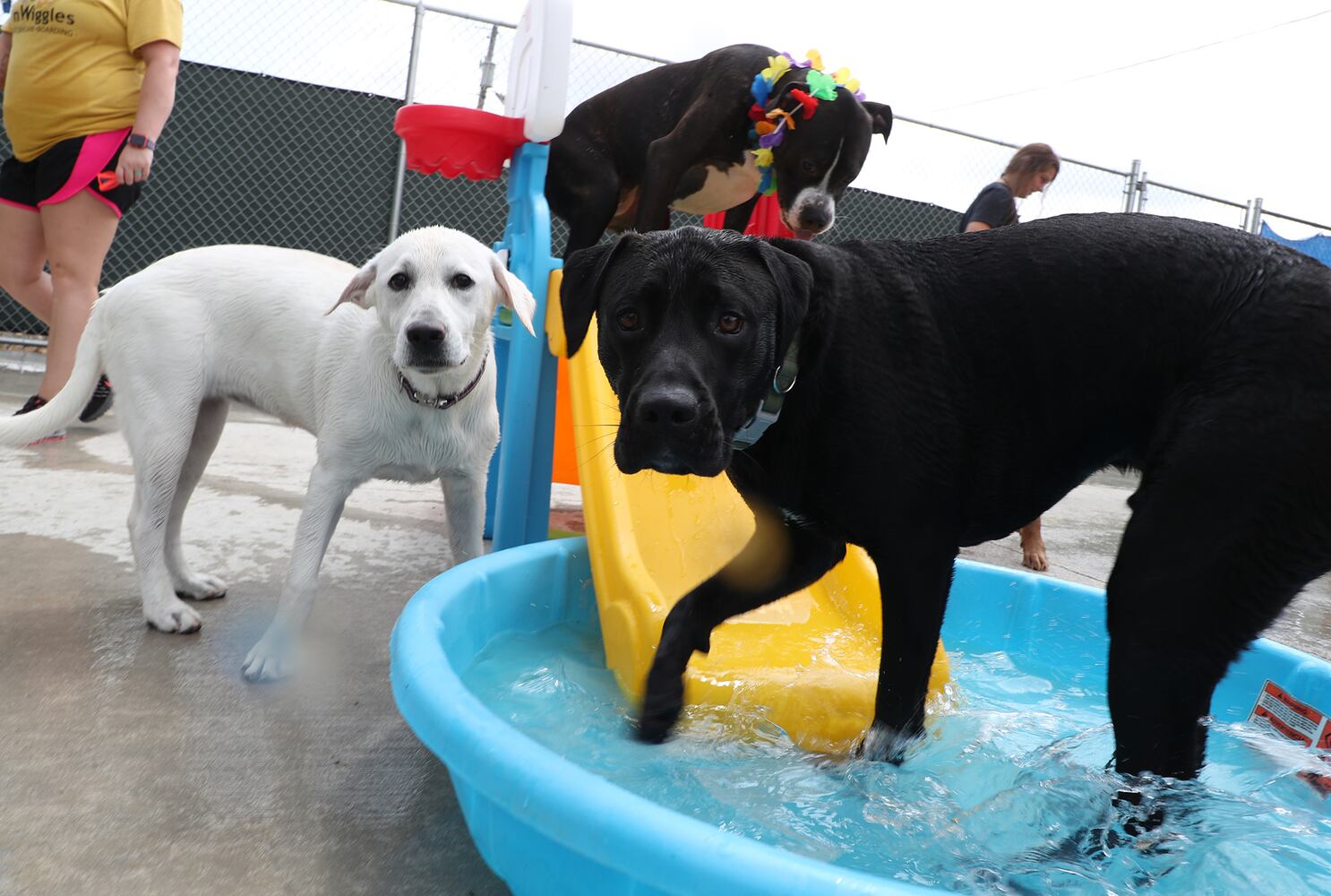 PHOTOS: Doggie Pool Party