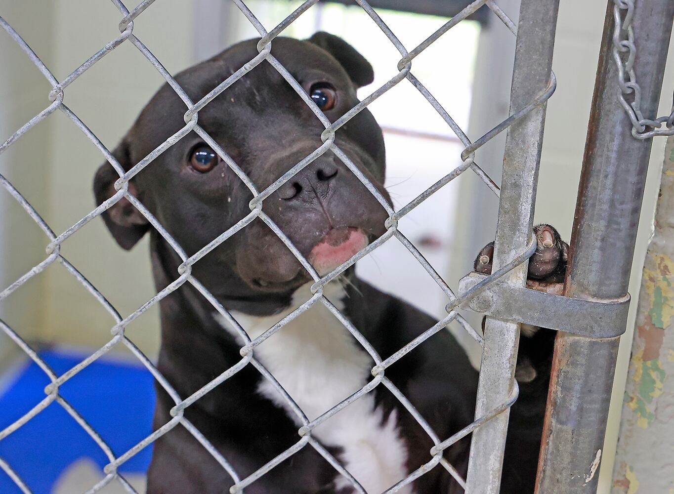 Dog Shelter SNS