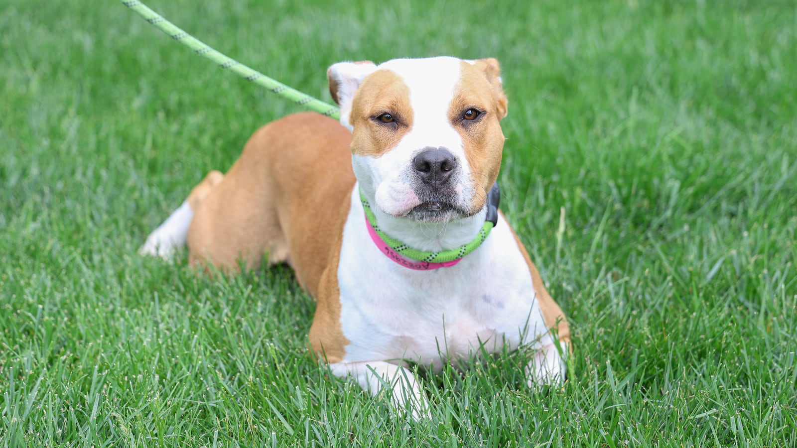 Bernadette, a 1-year-old female pit bull, watches a Montgomery County Animal Resource Center employee (unpictured) on May 6 in front of the center. BRYANT BILLING / STAFF