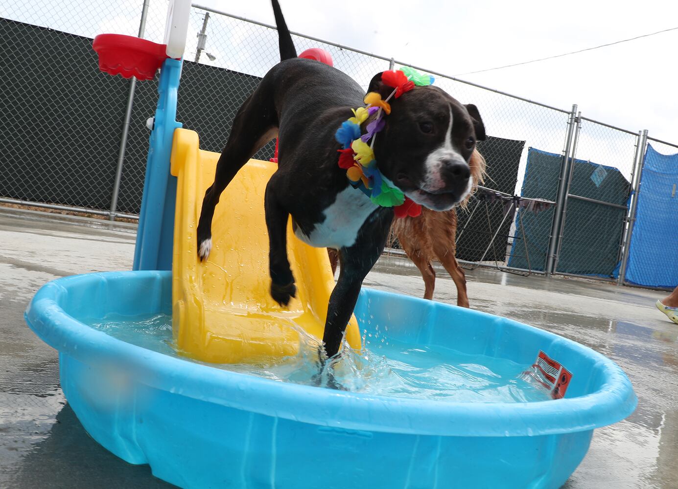 PHOTOS: Doggie Pool Party