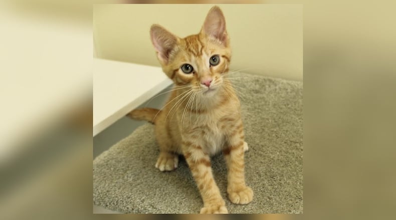 Hello, I’m Sandbar! Born amidst the rhythmic hum of a manufacturing plant, my three siblings and I were nurtured by the warmth of the machinery, as well as our loving Momma of course. One day after we were weaned, a magical gust of wind swept us off our tiny paws and carried us to a place of safety - Paws Animal Shelter. Here I’ve grown into a playful, curious kitten. I love exploring new nooks and crannies, and my sweet nature makes me a joy to be around. I’m ready to sprinkle some of my magic into a loving home. Adopt me and let’s create enchanting memories together. Come visit me at the Paws Animal Shelter, 1535 West U.S. Highway 36, Urbana. Check out Paws at pawsurbana.com, on Facebook at facebook.com/paws.urbana, on Petfinder at petfinder.com or call 937-653-6233. To apply to adopt any of our cats or kittens, visit pawsurbana.org. Paws is in need of volunteers and foster homes. CONTRIBUTED