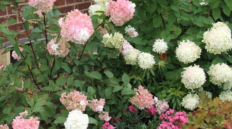 Strawberry vanilla and limelight hydrangeas in the landscape.
