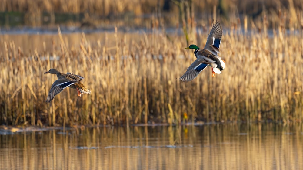 A pair of Mallard Ducks flying over the water. iSTOCK/COX