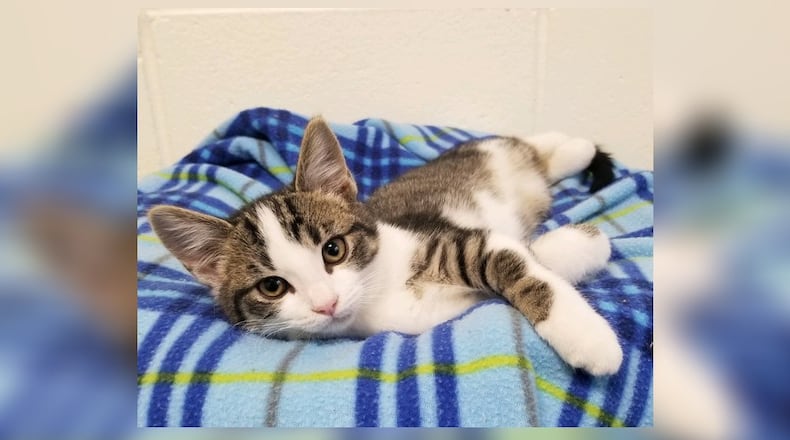 Webber is a 10-week-old male tiger and white short haired baby who came in without any siblings. Webber does get along well with the other kittens here and will do good in just about any home. Come visit him at the Paws Animal Shelter, 1535 West U.S. Highway 36, Urbana. Check out PAWS at pawsurbana.com, on Facebook at facebook.com/paws.urbana, on Petfinder at petfinder.com or call 937-653-6233. PAWS is in need of volunteers and foster homes. CONTRIBUTED