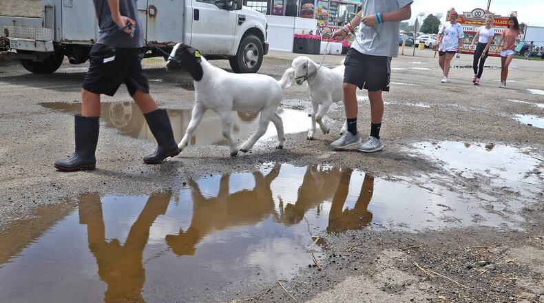 Goats are reflected in a rain puddle as their owners walk them Wednesday, July 27, 2022 at the Clark County Fair. BILL LACKEY/STAFF