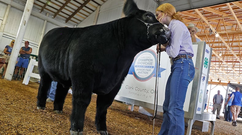Whitney Emmerling kisses her Grand Champion Steer as she auctions it off at the Champions Showcase Friday, July 28, 2023 at the Clark County Fair. Whitney’s steer sold for a record $25,000 in the auction. BILL LACKEY/STAFF