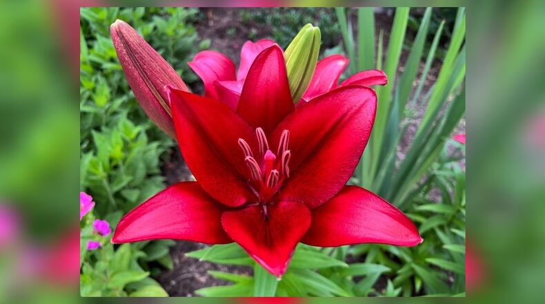 An Asiatic lily is blooming in mid-June in Oakwood. CONTRIBUTED