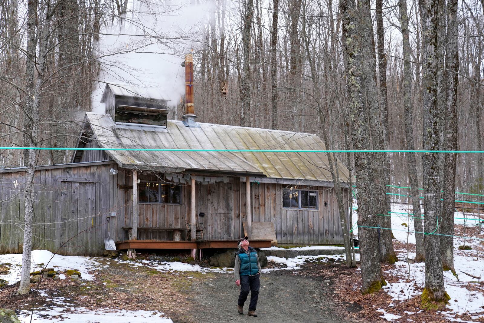 Maple syrup producer Jim Judd looks for buds on maple trees, a sign that the sugaring season is coming to an end, at Judd's Wayeeses Farms in Morgan, Vt., on Friday, April 11, 2025. (AP Photo/Robert F. Bukaty)