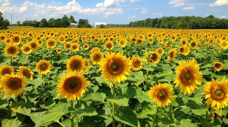 Sharen Neuhardt, who owns the Whitehall Farm north of Yellow Springs, has the 10-acre field by the farm land planted with sunflowers in the summer, giving lots of people a chance to learn about the work of the Tecumseh Land Trust when they visit. The land trust preserves farm land in Greene, Clark and adjacent counties. CONTRIBUTED PHOTO