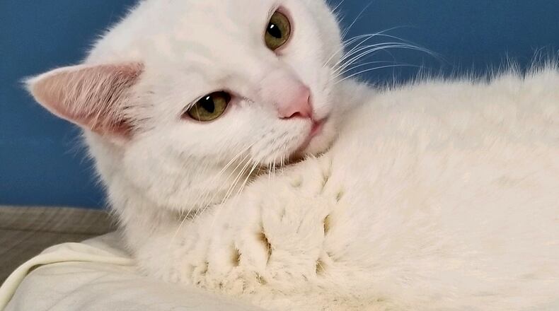 Miss Kittie is the Champaign County Pet of the Week from the Paws Animal Shelter.