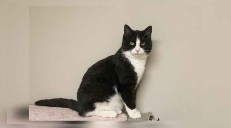 Meet Ted! Ted and his sister Butterscotch were strays in DeGraff when just little kittens. Someone fed them for several months but then decided they couldn’t keep them, so they came to Paws Animal Shelter to be cared for until they find a forever home. They were a little scared at first, but they started coming out fairly quickly. Ted and Butterscotch are in a room with a lot of nice kitten friends, so that always helps with their adjustment. They both really like attention and would be wonderful additions to just about any family. Come visit them at the Paws Animal Shelter is at 1535 West U.S. Highway 36, Urbana. Check out Paws at pawsurbana.com, on Facebook at facebook.com/paws.urbana, on Petfinder at petfinder.com or call 937-653-6233. Paws is in need of volunteers and foster homes. CONTRIBUTED