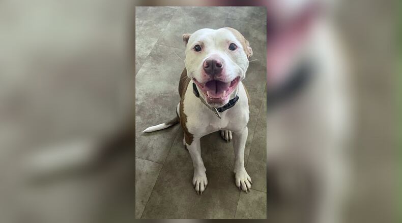 Meet Paprika, your own small little Spicy girl. She is a 38 pound mixed breed who enjoys all the attention and cuddles in the world. She prefers to be the only pet in the home but she would make the perfect solo bestie. Her adoption fee this week is $22, as she is Clark County Dog Shelters Pet of the Week. Stop out at the shelter to meet her. Clark County Dog Shelter is at 5201 Urbana Road, Springfield. CONTRIBUTED