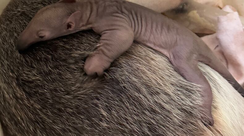 Isla, a 9-year-old tamandua at the Cincinnati Zoo & Botanical Garden, gave birth to a pup early Jan. 5, 2023. The pup is the zoo's first baby of 2023. Photo courtesy the Cincinnati Zoo & Botanical Garden.