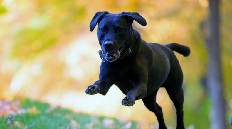 Teddy is running through the leaves in my backyard. CONTRIBUTED