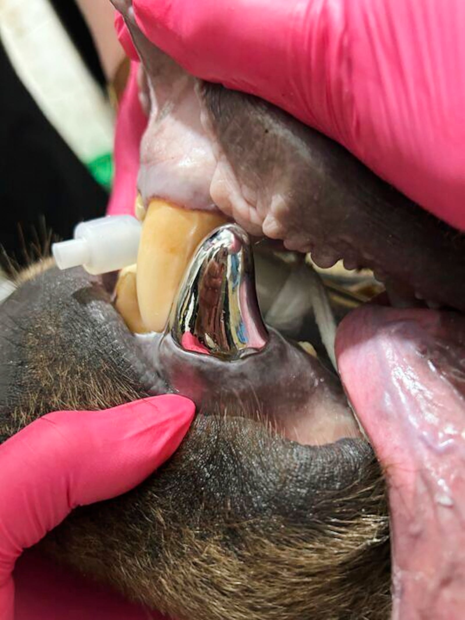 In this image provided by the Lake Superior Zoo, Tundra, a 6-year old Alaskan brown bear, under goes a procedure for a new metal canine tooth, Monday June 23, 2025, at the zoo in Duluth, Minn. (Lake Superior Zoo via AP)
