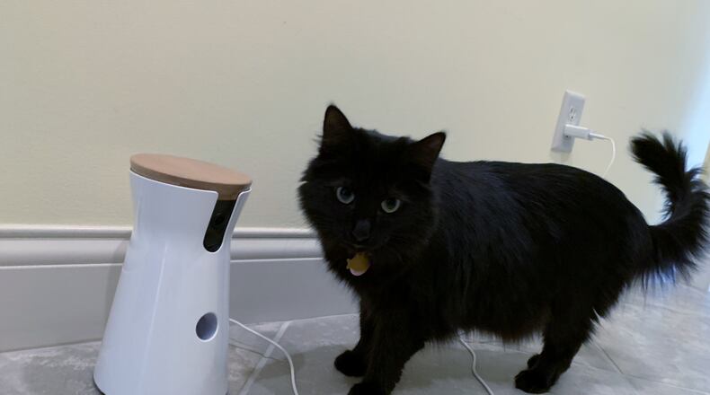 Wednesday checking out the Furbo. JORDAN BLAKE/CONTRIBUTED