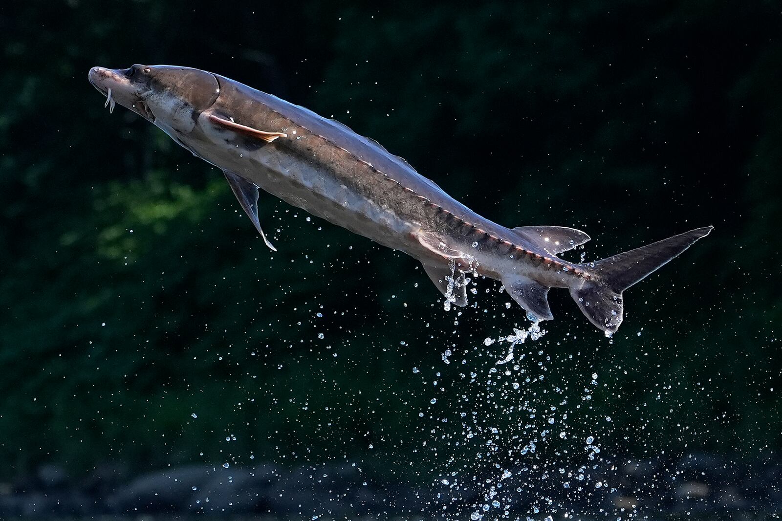 A shortnose sturgeon leaps from the Kennebec River, Wednesday, July 23, 2025, in Augusta, Maine. (AP Photo/Robert F. Bukaty)
