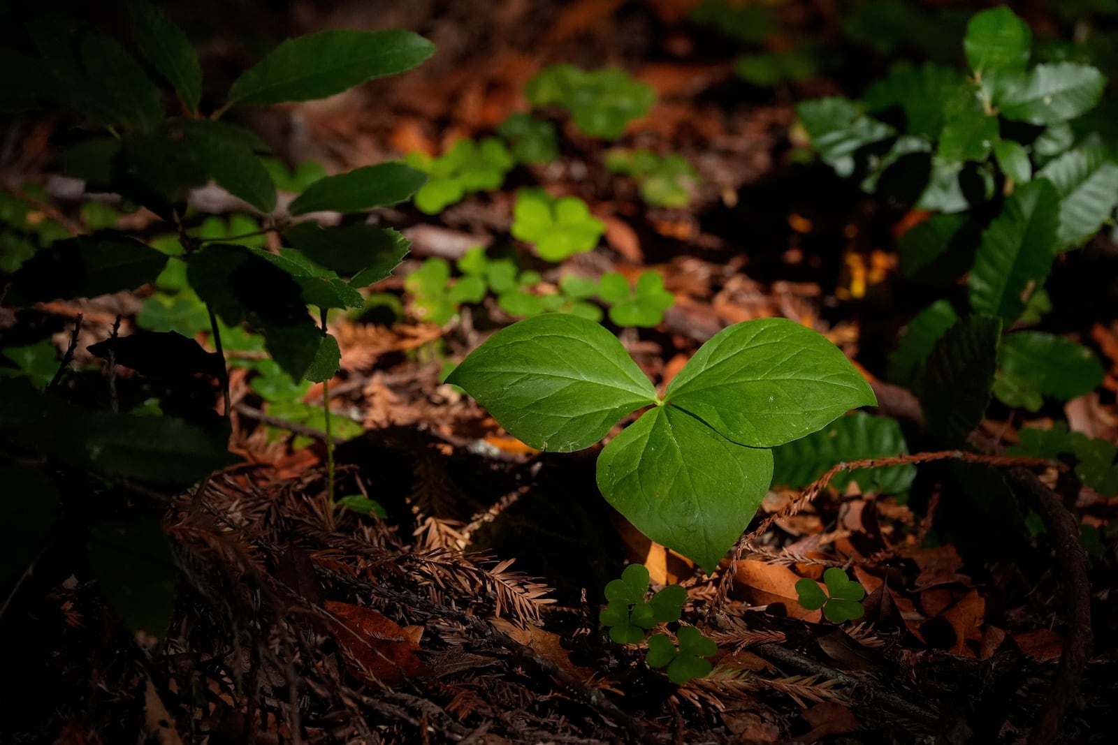 Sunlight falls on smalls plants located in land that will be returned to the Yurok Tribe, Thursday, Sept. 19, 2024, in Humboldt County, Calif. (AP Photo/Godofredo A. Vásquez)