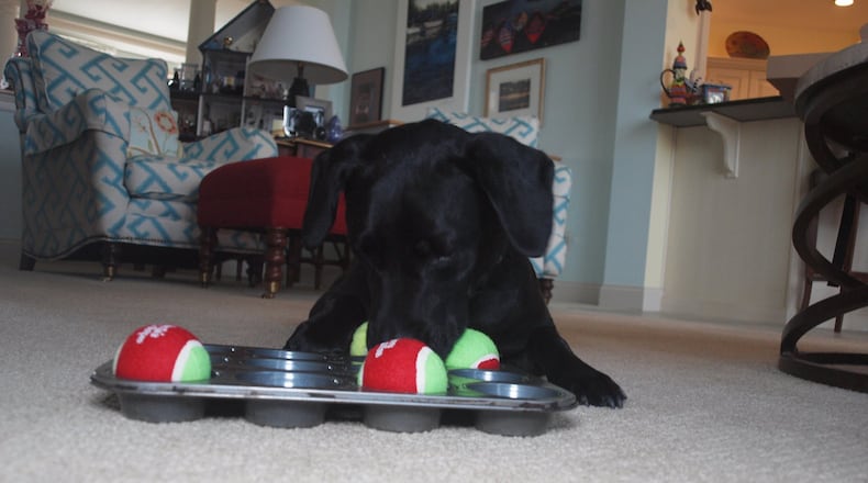 Teddy back to playing with his puzzle games. KARIN SPICER