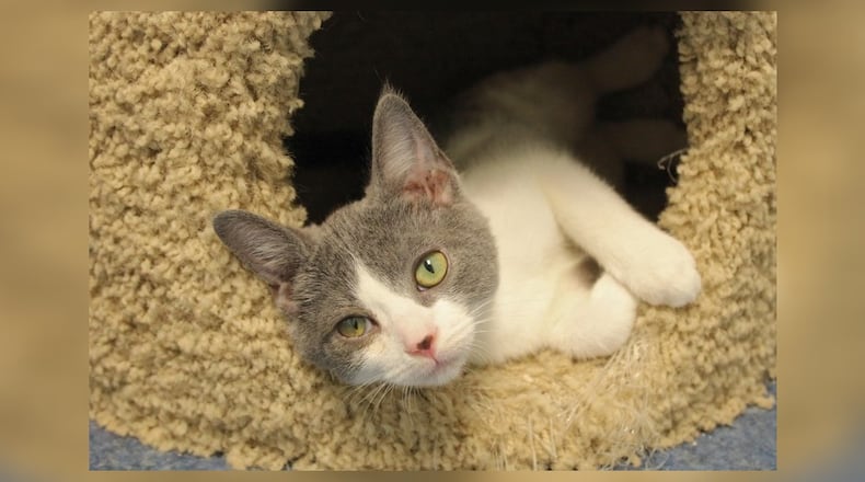 I’m Liam. I came to Paws Animal Shelter with my mom, Esme, and my sister Cinder. I’m gentle and sweet, often found purring contentedly nestled against my mom. I’m weaned now and ready to forge my own path in life. I adore meeting new people and making them smile with my sweet antics. If you’re looking for a loving companion to bring joy and playfulness into your home, I’m your guy. Adopt me and let’s start our adventure together filled with fun, love, and lots of cuddles. Visit me at the Paws Animal Shelter, 1535 West U.S. Highway 36, Urbana. Check out Paws at pawsurbana.com, on Facebook at facebook.com/paws.urbana, on Petfinder at petfinder.com or call 937-653-6233. To apply to adopt any of the cats or kittens, visit pawsurbana.org. Paws is in need of volunteers and foster homes. CONTRIBUTED