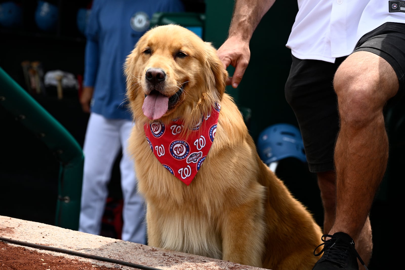 Bruce, the bat dog, looks on before a baseball game between the Washington Nationals and the Miami Marlins, Saturday, June 14, 2025, in Washington. (AP Photo/Nick Wass)