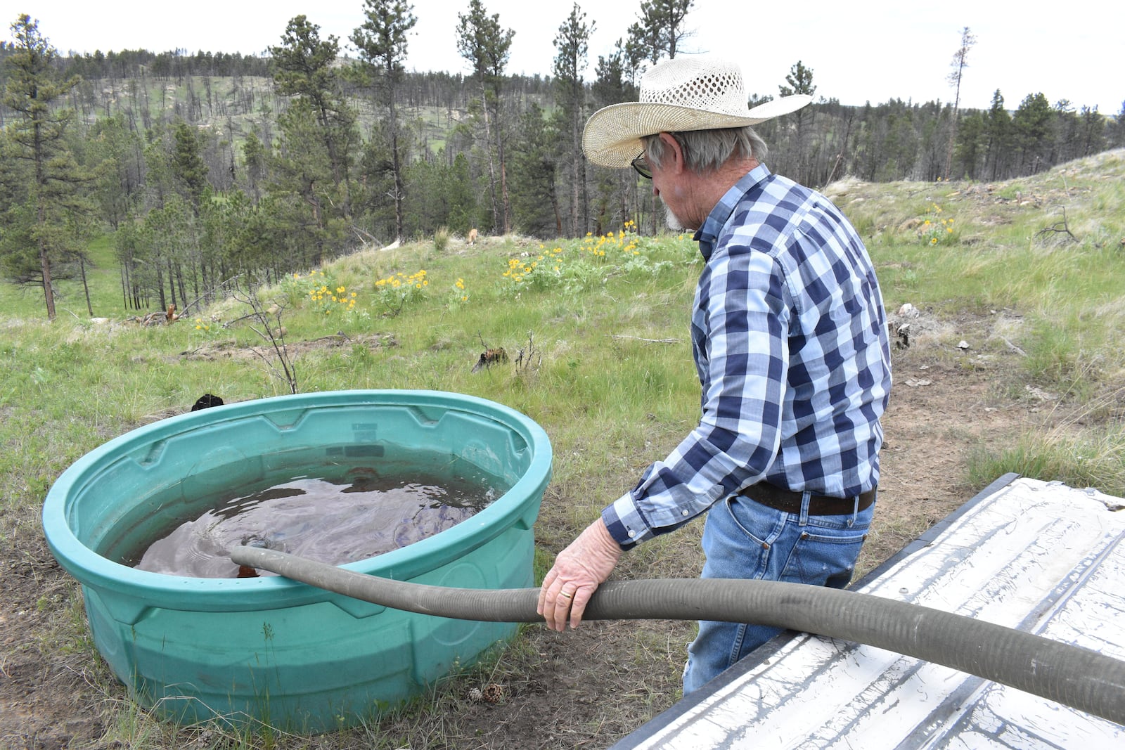 Pat Thiele fills a trough used by his cattle in the Bull Mountains, on May 21, 2025, near Roundup, Montana. (AP Photo/Matthew Brown)