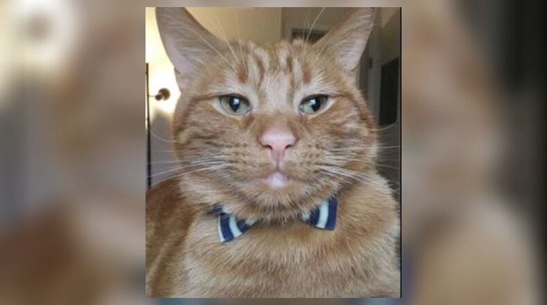Amy Dobyns and her animal-assisted therapy cat, Maxwell Pepperoni, visit patients at Ohio’s Community Mercy Hospice virtually during the coronavirus pandemic.
